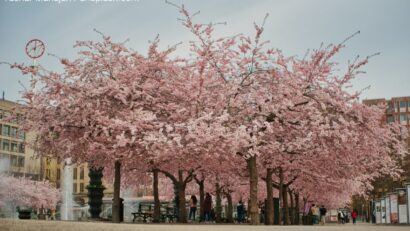 Sezonul cireşilor în floare