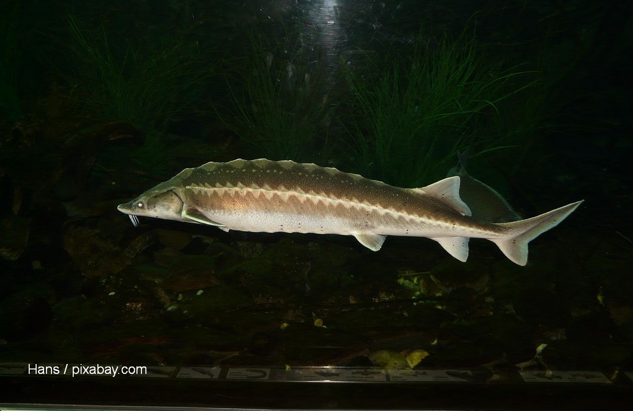 Sturion (Foto: Hans / pixabay.com)