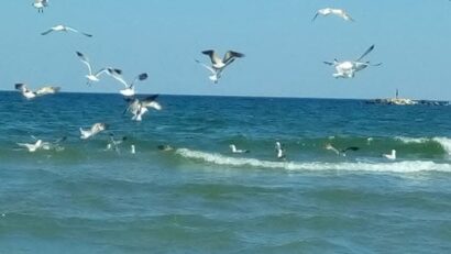 La miscelánea: Descubriendo la perla del mar Negro