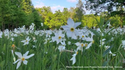 Ароматні скарби природи  – заповідники нарцисів Румунії