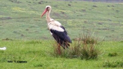 Recensământul berzelor albe din România