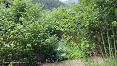 Небезпека інвазивних рослин