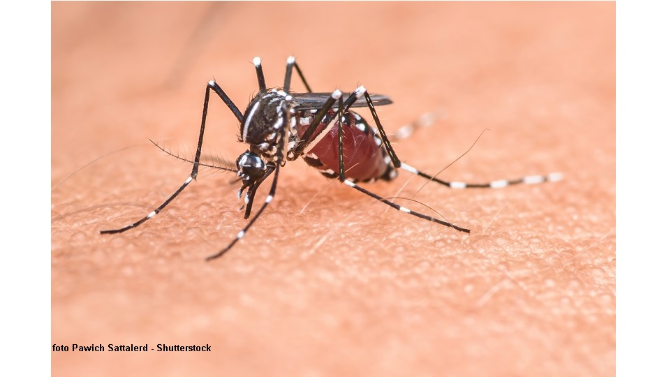 (foto Pawich Sattalerd - Shutterstock)