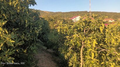 Șvinița, la commune aux figuiers