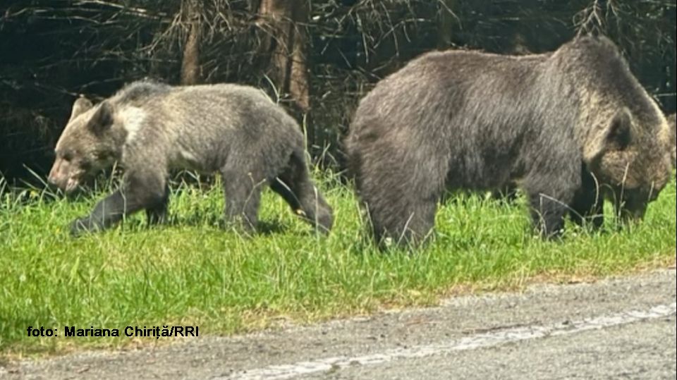 фото : Mariana Chirita RRI