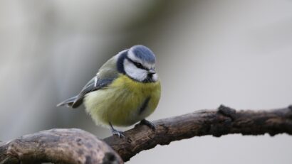 Ornitodata, portalul dedicat cunoașterii speciilor de păsări