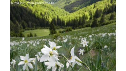 Parcul Național Munții Rodnei