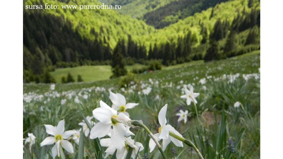 Poiana cu Narcise (Sursa foto: Parcul Național Munții Rodnei - www.parcrodna.ro)