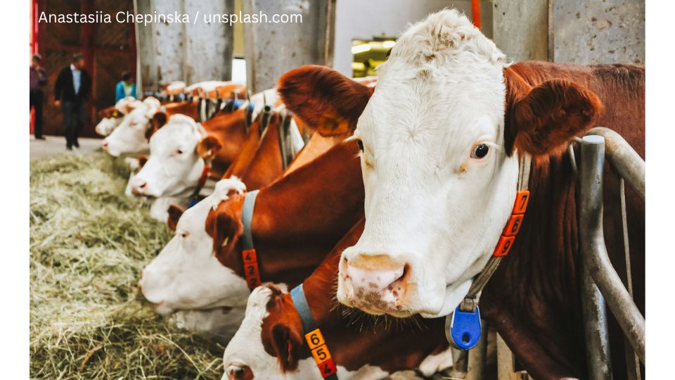 Foto: Anastasiia Chepinska unsplash.com