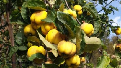 Gutui (foto: Mariana Chiriţă/RRI)