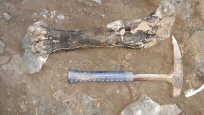 Descoperire paleontologică excepțională în Geoparcul Internațional UNESCO Țara Hațegului relevă cea mai bogată acumulare de fosile de dinozauri din Transilvania