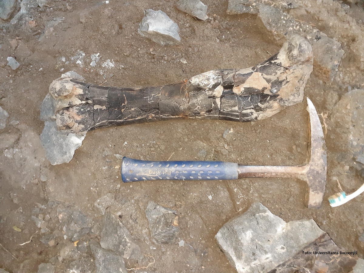 Os de dinozaur sauropod (Foto: Universitatea Bucureşti)